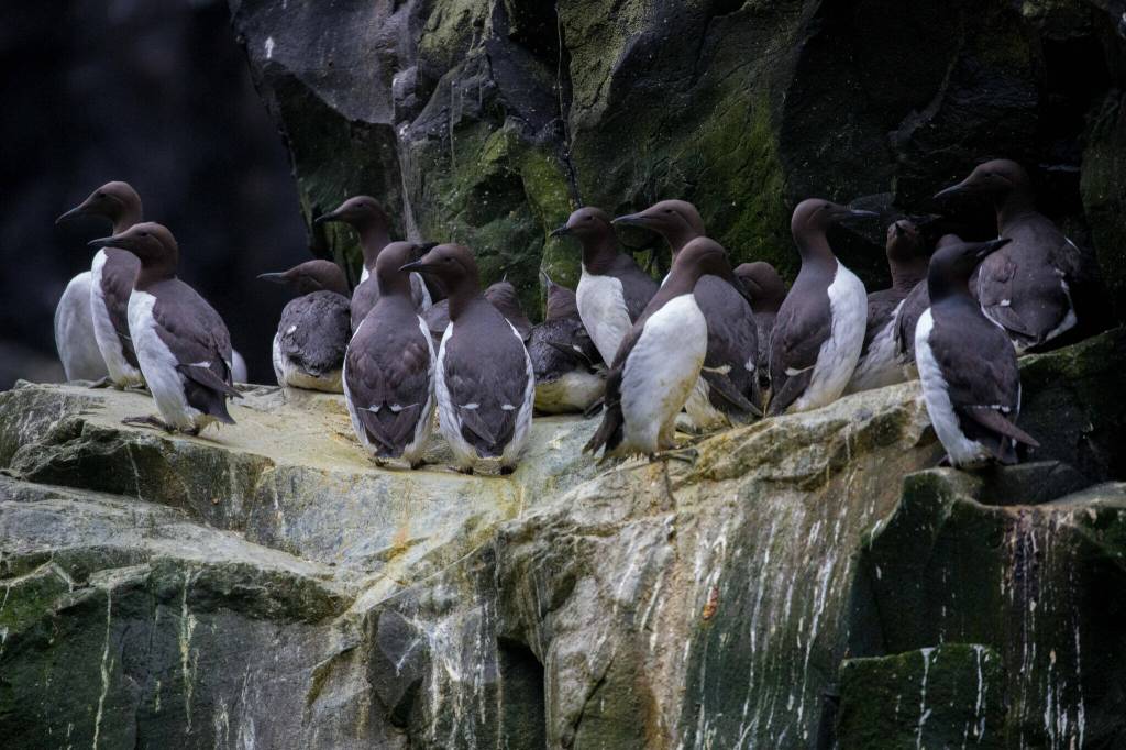 Common murres are clustered together on a cliff ledge in the Alaska Maritime National Wildlife Refuge on July 30, 2019. Annual monitoring of key nesting sites has found that the common murre population has yet to recover from the massive die-off caused by the marine heatwave known as the Blob. It was the biggest wildlife die-off in modern times, a new study says. (Photo by Brie Drummond/U.S. Fish and Wildlife Service)