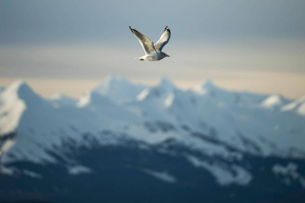 A black-legged kittiwake, a type of gull, flies above Eagle Beach, home to a variety of sea birds, with the Chilkat mountain range rambling jaggedly across the horizon, in Juneau, Alaska, Jan. 29, 2023. The states capital, a popular cruise port in summer, becomes a bargain-seekers base for skiing, skating, hiking and glacier-gazing in the winter off-season. (Christopher S. Miller/The New York Times)