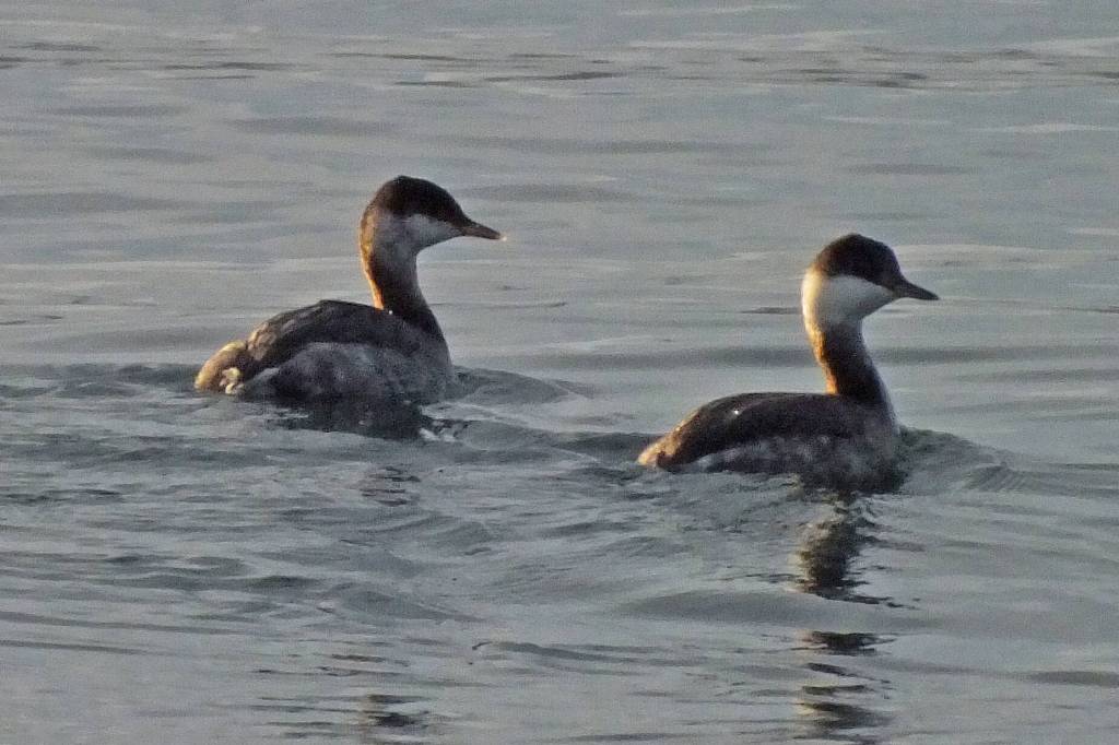 Horned grebes in winter plumage float on the tide. (Photo by Bob Armstrong)