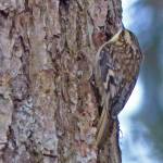 A brown creeper hops vertically up a tree trunk. (Photo by Bob Armstrong)
