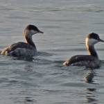 Horned grebes in winter plumage float on the tide. (Photo by Bob Armstrong)