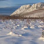 A rock formation rises within the White Mountains National Recreation Area north of Fairbanks. The recreation area was established in 1980 as part of the Alaska National Interest Lands Conservation Act. (Photo by Ned Rozell)