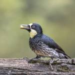 A female acorn woodpecker. (Charles J. Sharp / CC BY-SA 4.0)