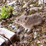 A collared pika at Hatchers Pass. (CC BY-SA 3.0 public domain photo)