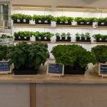 Selecting Caesar salad items at Juneau Greens. (Photo by Patty Schied)
