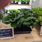 Selecting Caesar salad items at Juneau Greens. (Photo by Patty Schied)