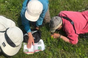 Naturalists try to identify a small plant  answering the Who question, with others to follow. (Photo by Mary Anne Slemmons)