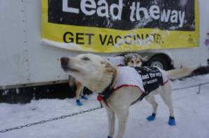 A dog in musher Paige Drobnys team, lined up for the March 5, 2022, ceremonial start, wears a jacket urging vaccination. This year is the 100th anniversary of the Serum Run that used sled dog teams to deliver life-saving diphtheria medicine to Nome. The Iditarod race course includes part of the route used by the serum teams, and the Iditarod has frequently called attention to that historic event and the value of childhood vaccinations. Still, fewer than two-thirds of young Alaska children have received their full suite of combined diphtheria-tetanus-pertussis vaccines, state health officials say. (Yereth Rosen/Alaska Beacon)
