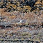 A wolf rests above the Toklat River in Denali National Park and Preserve. (Klas Stolpe)