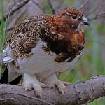 A willow ptarmigan in Denali National Park and Preserve. (Klas Stolpe)