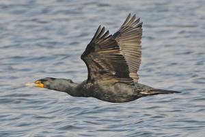 An adult double-crested cormorant flies low. (Photo by Bob Armstrong)