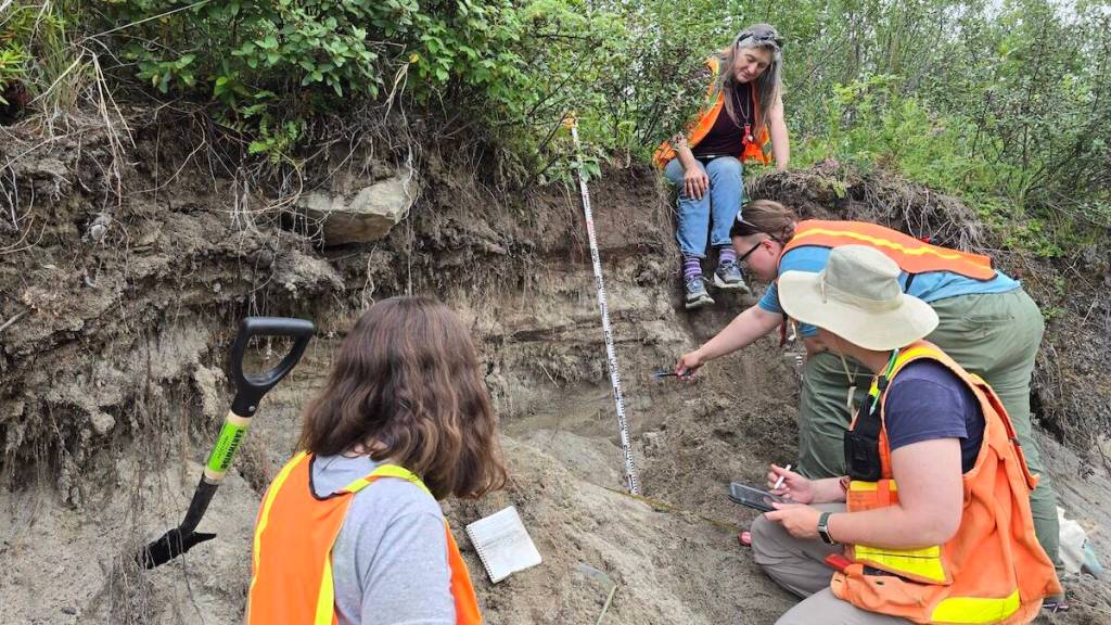 Jessica Larsen, sitting, overlooks a group of students collecting White River ash from a roadside outcrop east of Koidern in the Yukon on July 21, 2024. The ash is from an eruption of Alaskas Mount Churchill about 1,200 years ago. (Photo by Florian Hofmann)