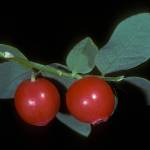 Red huckleberries, seen up close. (Photo by Bob Armstrong)