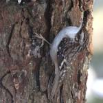Brown creepers forage over the rough bark and often nest behind flaps of loose bark. (Photo by Linda Shaw)