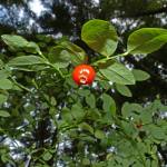 Twigs of red huckleberry are green all year, but brighter in summer than winter. (Photo by Bob Armstrong)