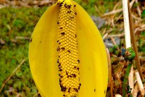 Little beetles crawl over a skunk cabbage inflorescence. (Photo by Mary F. Willson)
