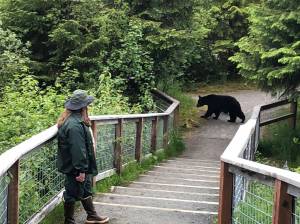A ranger watches a bear cross a path at the Mendenhall Glacier Recreation Area. Officials and former employees say nearly all of the staff at the Mendenhall Glacier Visitor Center have been fired by the Trump administration during the past week. (Photo courtesy of Megan Whitesall)