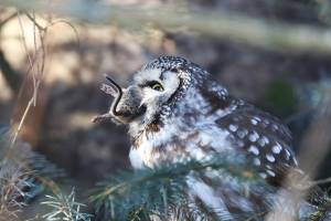 This boreal owl has captured a vole. (Photo by Linda Shaw)