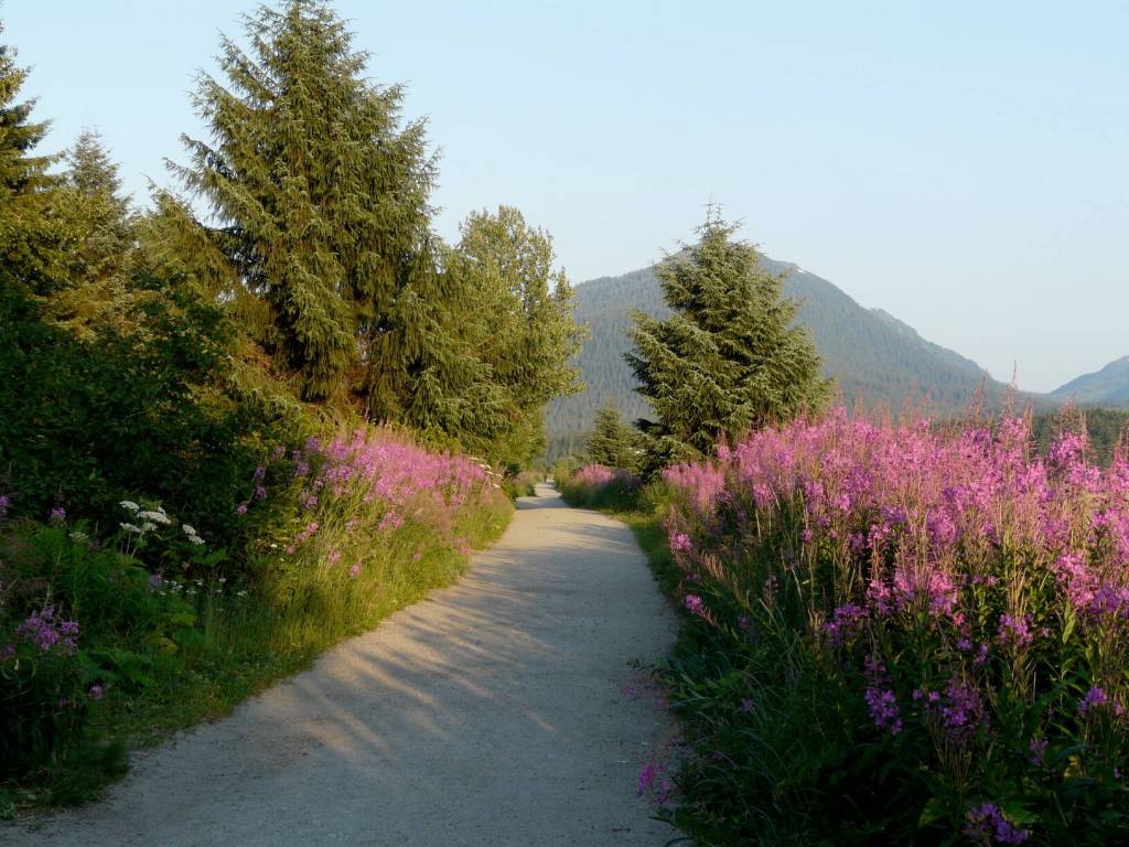 Five-foot-tall fireweed line the trail in 2009. The blossoms attract bees and hummingbirds. Vegetation is cleared periodically to ensure adequate passage for emergency vehicles. (Photo by Laurie Craig)