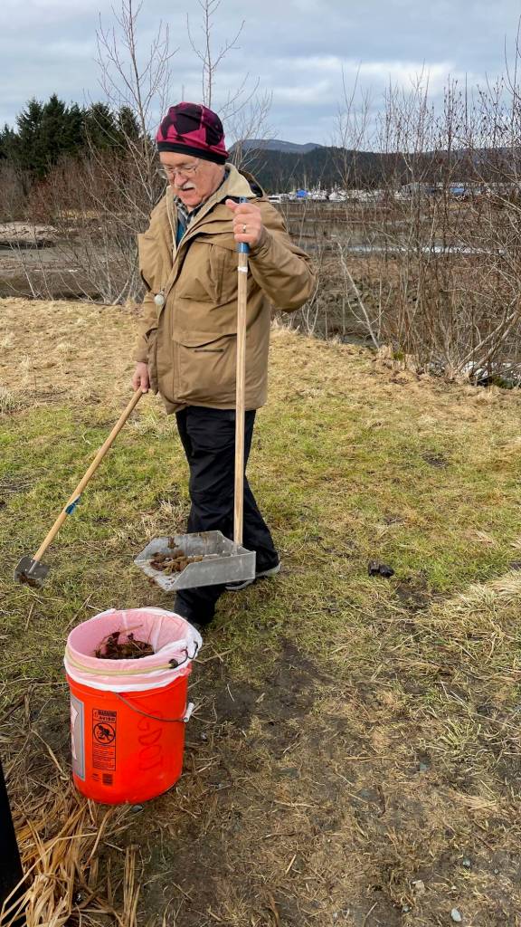 Grateful Dogs of Juneau volunteer George Utermohle picks up dog poop adjacent to the Airport Dike Trail on Friday, Feb. 21, 2025. His bucket was nearly filled after only ten minutes effort. (Photo by Laurie Craig)
