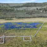 A research plot at Bonanza Creek Long Term Ecological Research site maintained by scientists with the University of Alaska Fairbanks Institute of Arctic Biology. (Photo by Grant Falvo)