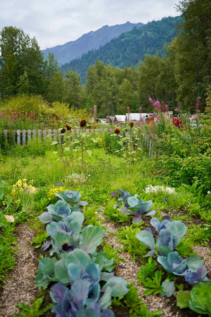 Katrina Hotchs role looks different each day, whether shes harvesting seaweed with the community, or tending to the community garden. Photo by Shaelene Grace Moler