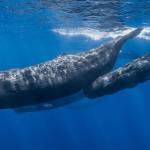 A mother and baby sperm whale swim together in a photo taken in 2013. (Photo by Gabriel Barathieu, under a Creative Commons license)