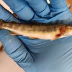 One of the dead fish, a Dolly Varden, discovered by state biologists near a Juneau area gold mine in August. The biologists noted hemorrhaging near the head. (Alaska Department of Fish and Game photo)