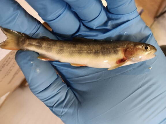 One of the dead fish, a Dolly Varden, discovered by state biologists near a Juneau area gold mine in August. The biologists noted hemorrhaging near the head. (Alaska Department of Fish and Game photo)