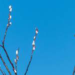 Feltleaf willow catkins are the earliest pussywillows to appear in spring. (Photo by Kerry Howard)