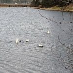Swans stopped to forage at Twin Lakes on their way north. (Photo by SP Stanway)