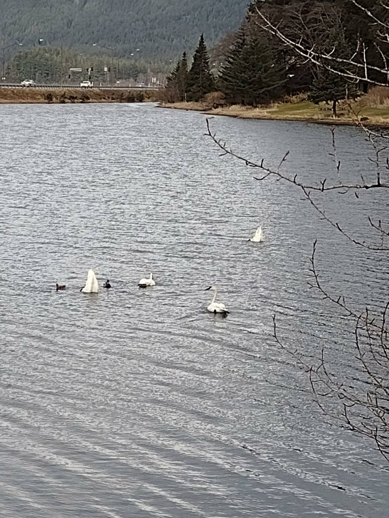 Swans stopped to forage at Twin Lakes on their way north. (Photo by SP Stanway)