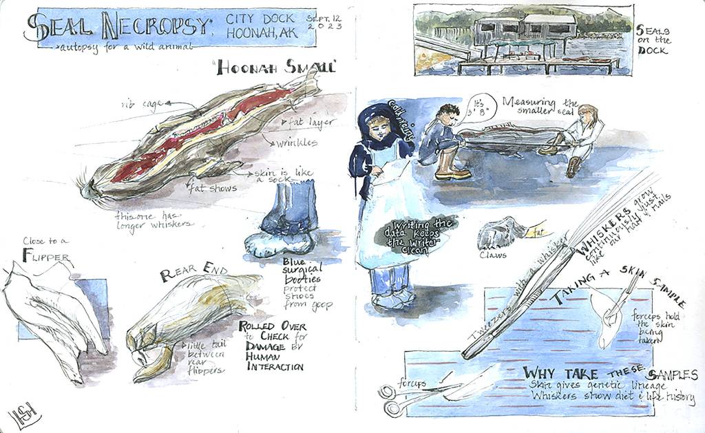 (Illustration by Stephanie Harold)