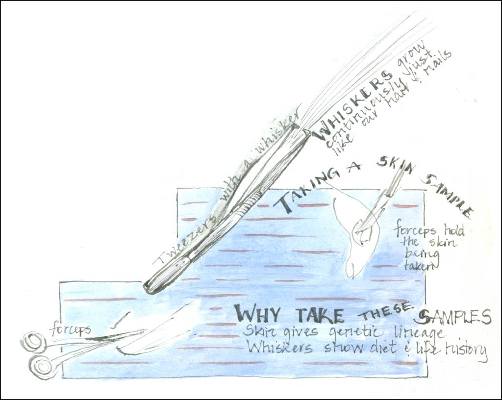 (Illustration by Stephanie Harold)