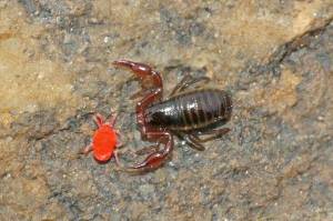 A pseudoscorpion contemplates a red mite for lunch. (Photo by Bob Armstrong)