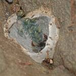 A female pseudoscorpion guards her young in a cocoon. (Photo by Bob Armstrong)