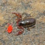 A pseudoscorpion contemplates a red mite for lunch. (Photo by Bob Armstrong)
