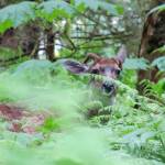 A Sitka black-tailed deer peers through the undergrowth of the Tongass National Forest in an undated photo. (Jasz Garrett / Juneau Empire)