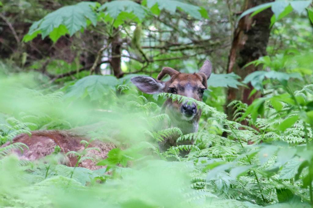 A Sitka black-tailed deer peers through the undergrowth of the Tongass National Forest in an undated photo. (Jasz Garrett / Juneau Empire)