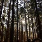Sunlight gleams through the Tongass National Forest in Juneau on Saturday, March 29, 2025. (Jasz Garrett / Juneau Empire)