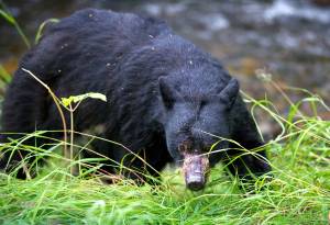 A black bear sporting numerous lacerations on its face hunts for salmon along Steep Creek at the Mendenhall Glacier Visitors Center. (Michael Penn / Juneau Empire file photo)