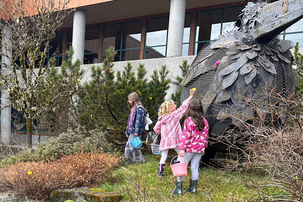 Maia Pearson, 5, snags a candy-filled plastic egg while searching with Isabelle Sharclane, 6, and Everly Sharclane, 9, during the Molly of Denali EGG-Stravaganza at the University of Alaska Southeast on Saturday. (Mark Sabbatini / Juneau Empire)
