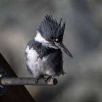 A male belted kingfisher perches to inspect the water below. (Photo by Jos Bakker)