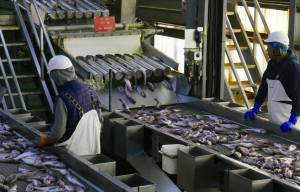 Workers process pollock. (Photo provided by Thompson and Co. PR on behalf of the Alaska Pollock Fishery Alliance)