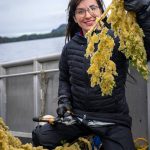 Shaelene Grace Moler gathers herring eggs in Sitka to send to a traditional food fair in her home community of Kake. (Photo by Bethany Goodrich)