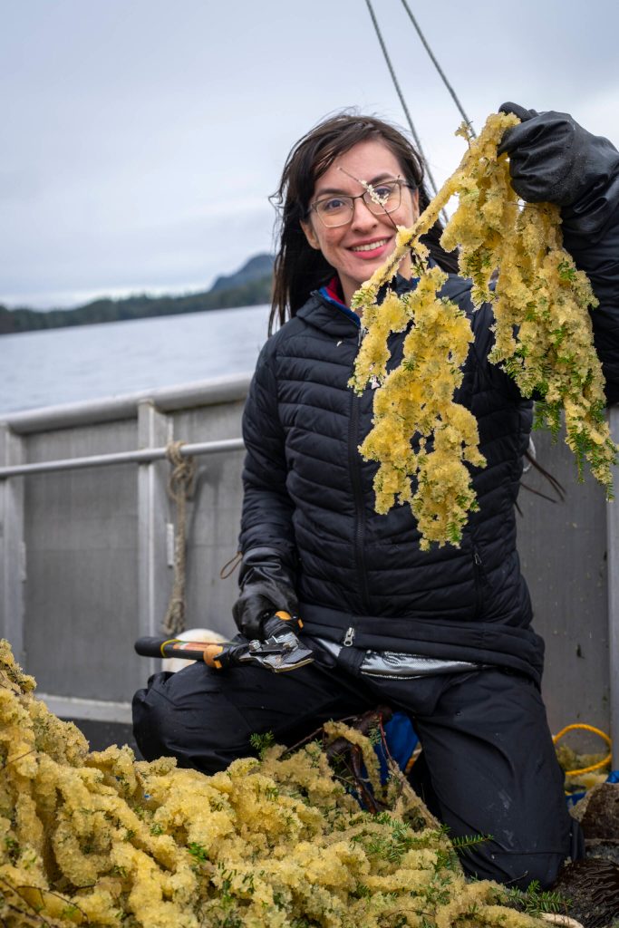 Shaelene Grace Moler gathers herring eggs in Sitka to send to a traditional food fair in her home community of Kake. (Photo by Bethany Goodrich)