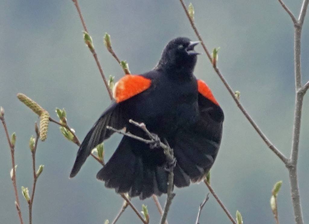 Red-winged blackbird males become active in territorial displays. (Photo by Bob Armstrong)