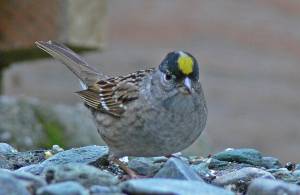 Golden-crowned sparrows come through town on their way to alpine nesting areas. (Photo by Bob Armstrong)