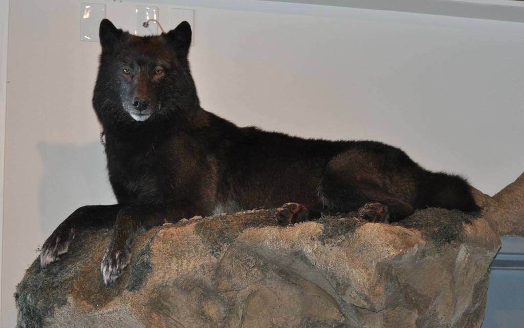 Romeo the black wolf exhibit inside the Mendenhall Glacier Visitor Center in 2017. (Photo by Laurie Craig)