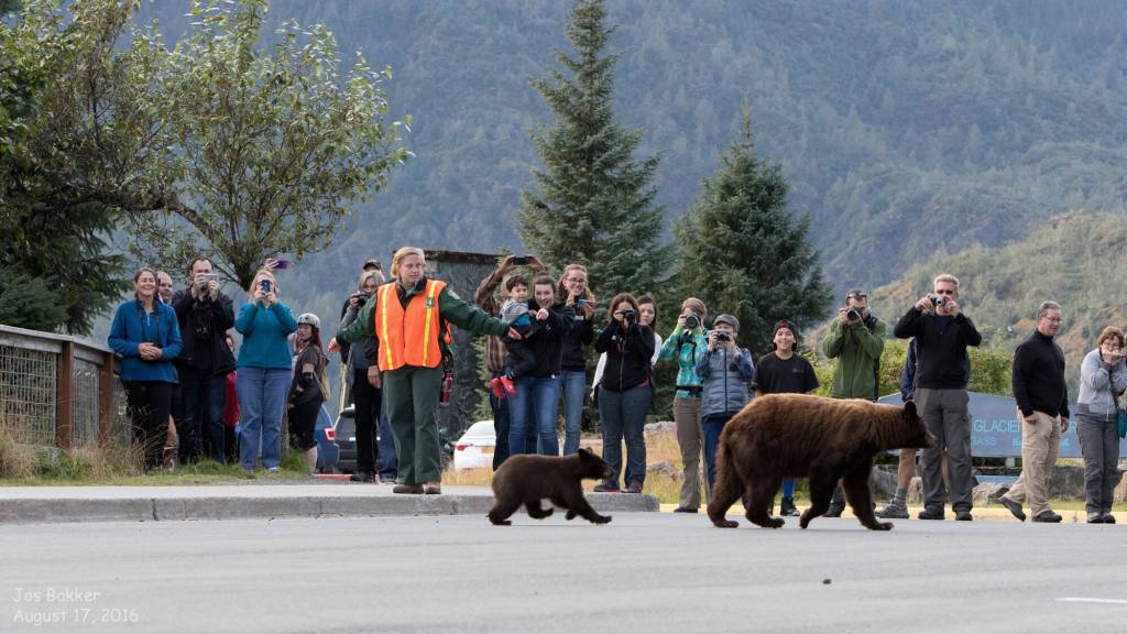 Mendenhall Glacier U.S. Forest Service park ranger Melissa Baechle, wearing a safety vest, manages visitors and bears in 2016 as a mother bear and cub cross the road. (Photo courtesy Jos Bakker)